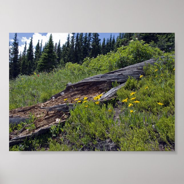 Affiches Arbre Tombé et Fleurs Sauvages de Montagne (Devant)