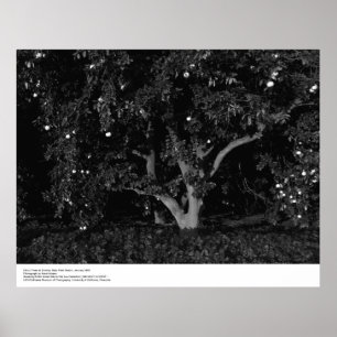 Affiches Arbres à agrumes au lever du soleil, janvier 1966,