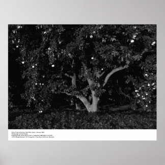 Affiches Arbres à agrumes au lever du soleil, janvier 1966,