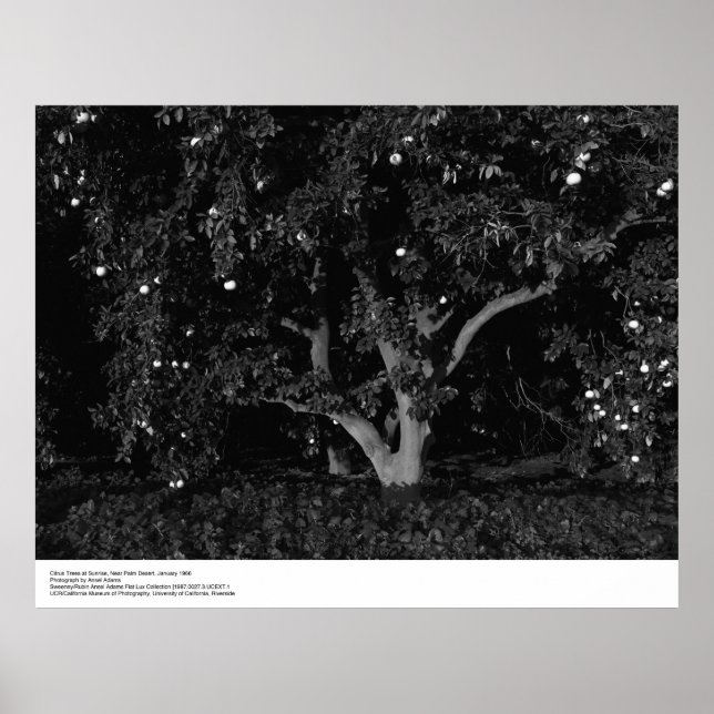 Affiches Arbres à agrumes au lever du soleil, janvier 1966, (Devant)