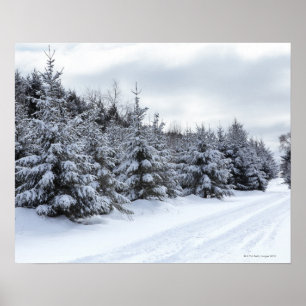 Affiches Arbres à feuillage persistant et route dans la