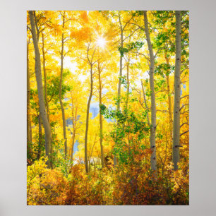 Affiches Arbres D'Aspen En Automne Sierra Nevada Mountain