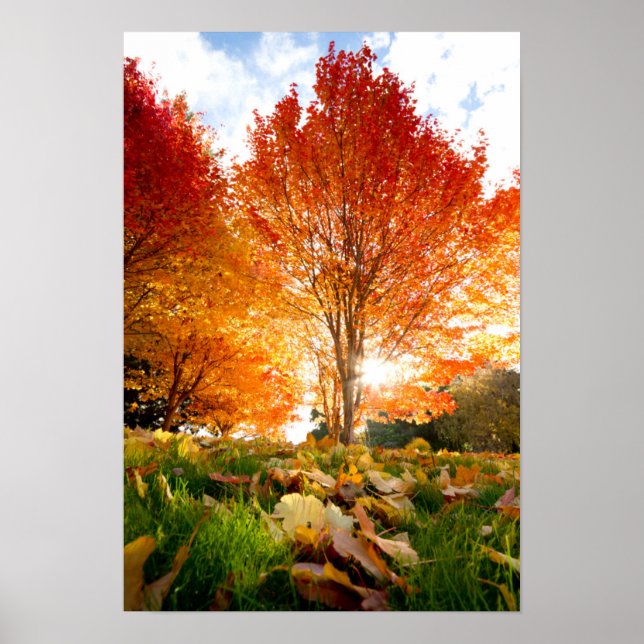 Affiches Arbres d'automne (Devant)