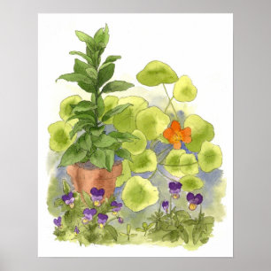 Affiches Arbres de la baie de fleurs de Nasturtium Herbes d