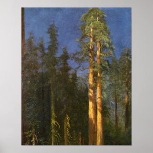 Affiches Arbres de séquoia
