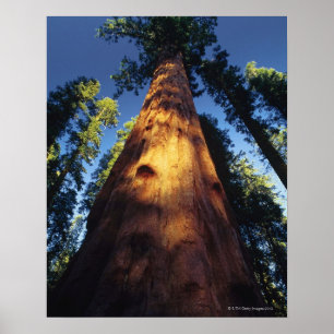 Affiches Arbres de séquoia
