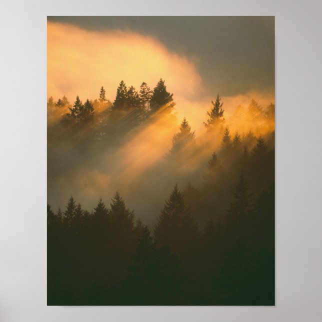 Affiches arbres de séquoia dans le brouillard côtier, comté (Devant)