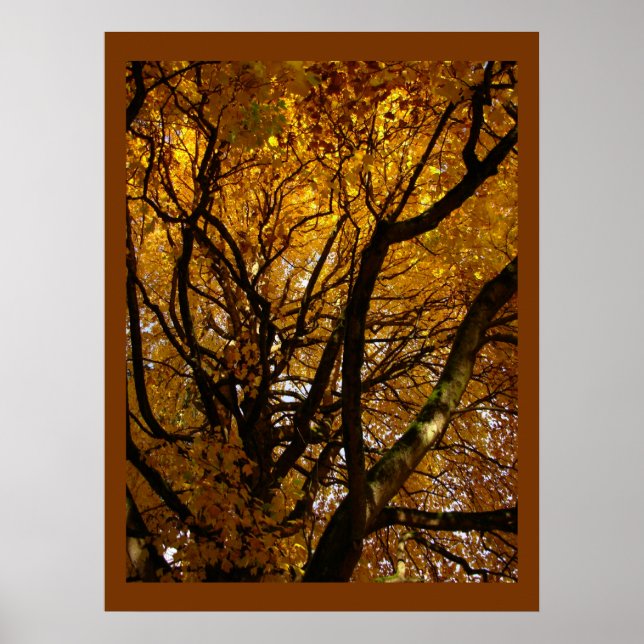 Affiches Arbres d'érable d'automne Imprimer l'affiche du pa (Devant)