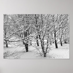Affiches Arbres d'hiver 16x11