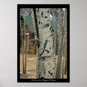 Affiches Arbres du Colorado Aspen