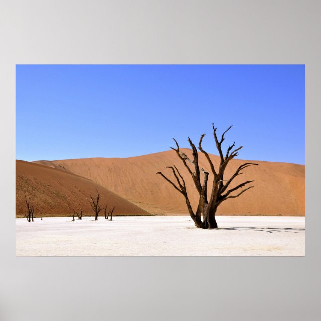 Affiches Arbres du désert (Devant)