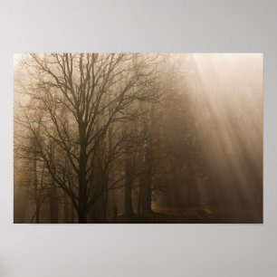 Affiches Arbres du Tennessee dans le brouillard   Great Smo