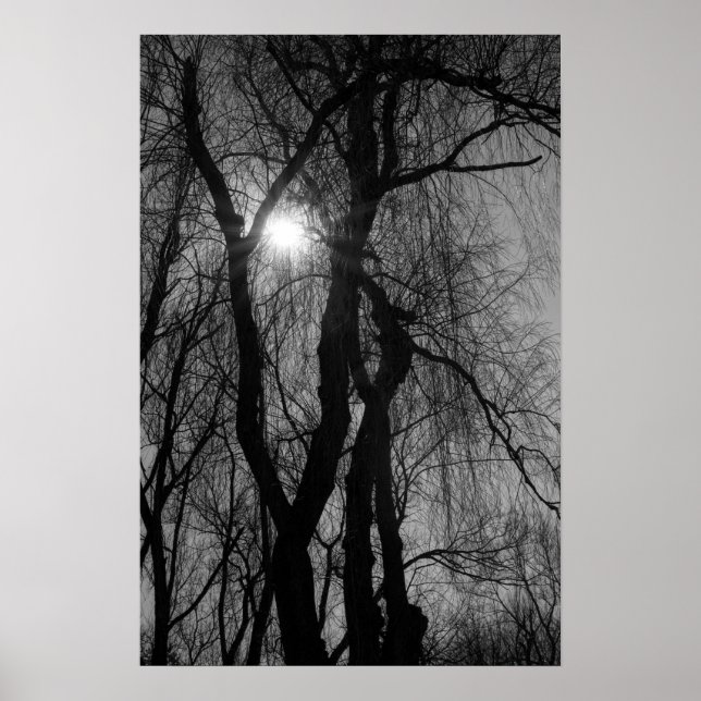 Affiches Arbres en Silhouette Rayons Solaires Noir et Blanc (Devant)