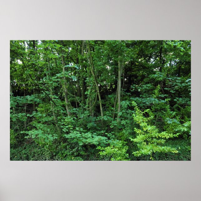 Affiches Arbres et arbustes (Devant)