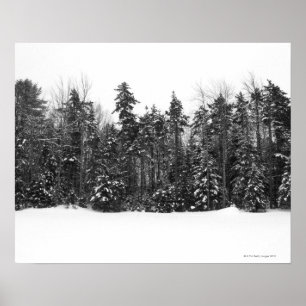 Affiches Arbres forestiers d'hiver recouverts de neige tomb