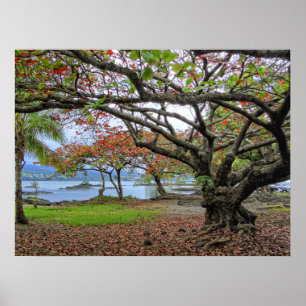 AFFICHES ARBRES GNARDS DE LA BAIE DU SUD HILO - HAWAII