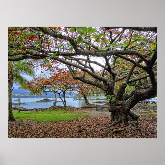 AFFICHES ARBRES GNARDS DE LA BAIE DU SUD HILO - HAWAII (Devant)