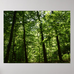 Affiches Arbres grands en nature