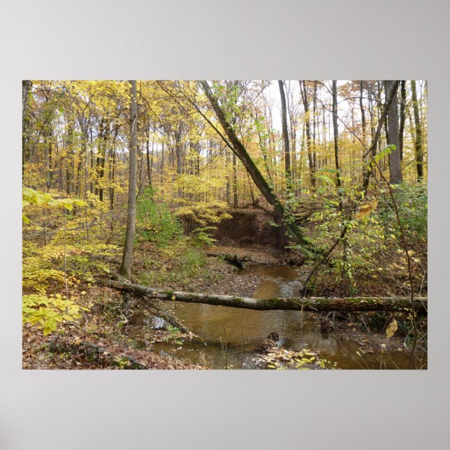 Affiches Arbres jaunes d'automne au ruisseau (Devant)