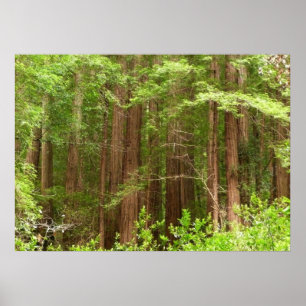 Affiches Arbres séquoias du monument national Muir Woods