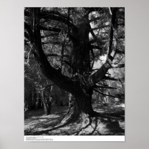 Affiches Arbres, UC Santa Cruz, 1963