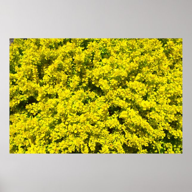 Affiches Arbustes à fleurs jaunes Bois Modèle doré (Devant)