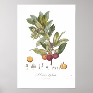 Affiches Arbutus unedo-Stawberry