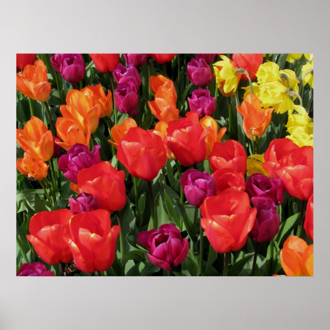 Affiches Arc-en-ciel des tulipes (Devant)