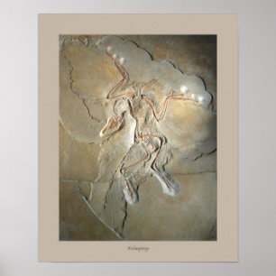 Affiches Archaeopteryx