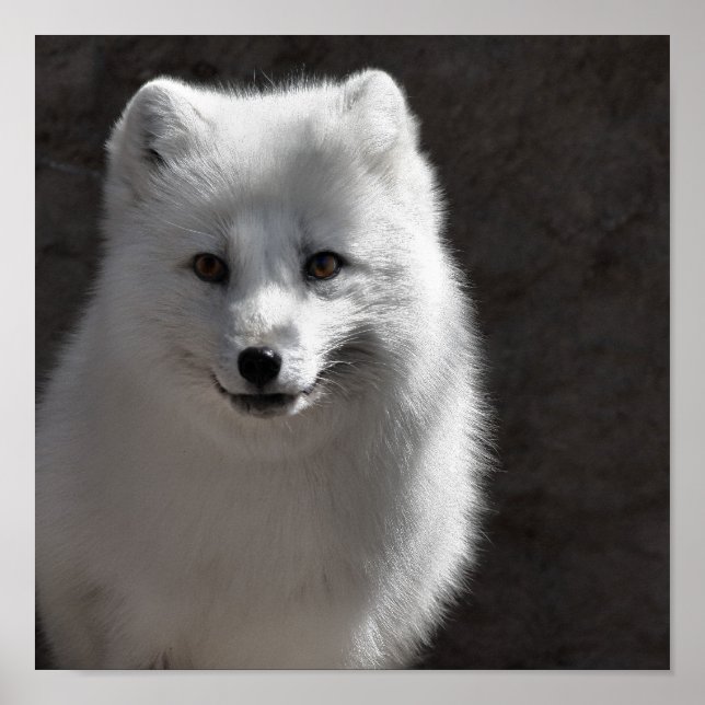 Affiches Arctic Buddy (Devant)