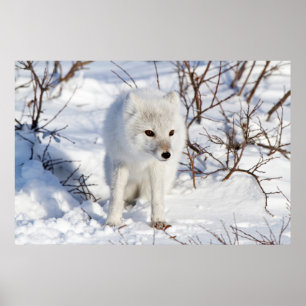 Affiches Arctic Fox, région de gestion de la faune de Churc
