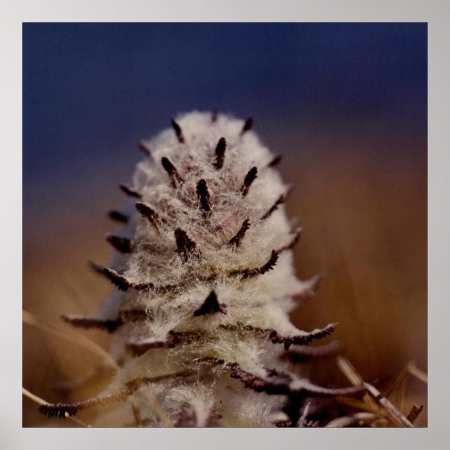 Affiches Arctic Wooly Lousewart Flower Photo Designed (Devant)