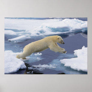 Affiches Arctique, Svalbard, Ours polaire s'étendant