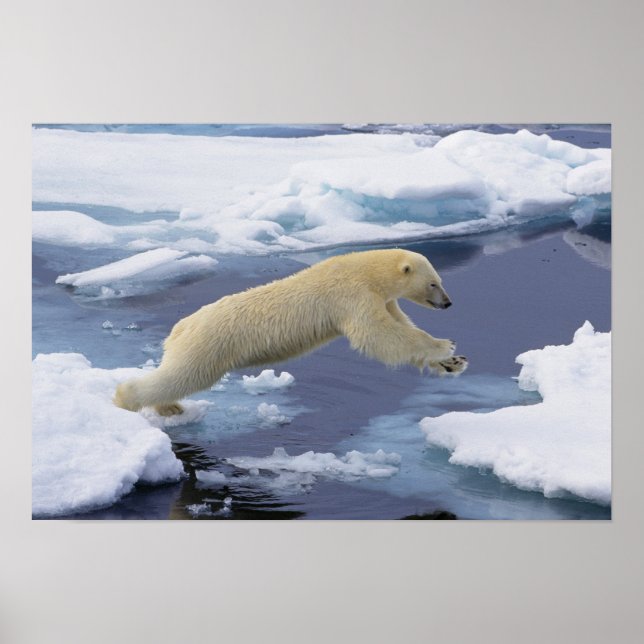 Affiches Arctique, Svalbard, Ours polaire s'étendant (Devant)