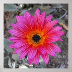 Affiches Arctotis - marguerite africaine
