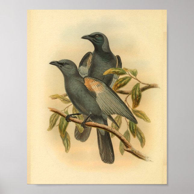 Affiches Ardoise Gris Cuckoo Shrike Bird Imprimer Vintage (Devant)