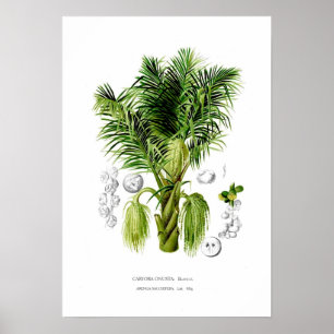 Affiches Arenga sacchifera