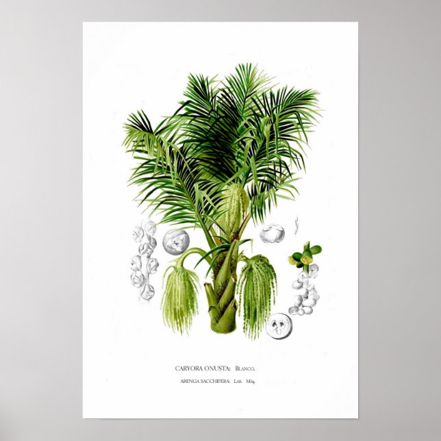 Affiches Arenga sacchifera (Devant)