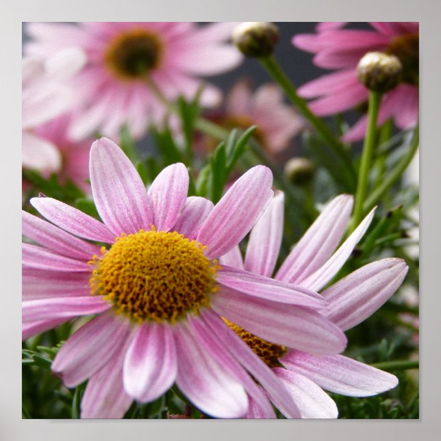 Affiches Argyranthemum frutescens Marguerite Daisies (Devant)