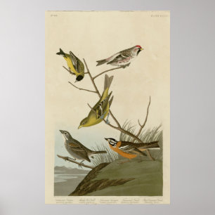 Affiches Arkansaw Siskin, Rouge-scrutin farineux, Tanager