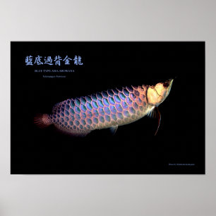 Affiches Arowana asiatique "Type bleu"