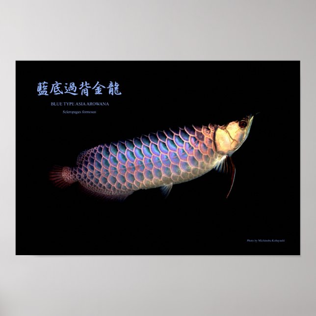 Affiches Arowana asiatique "Type bleu" (Devant)
