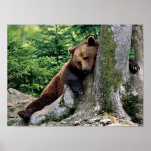 Affiches "ARRÊT IMPRESSION" de repos d'ours Brown