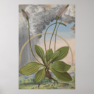 Affiches Art botanique antique Plaintain feuillu