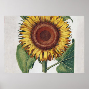 Affiches Art de fleur de damas vintage tournesol