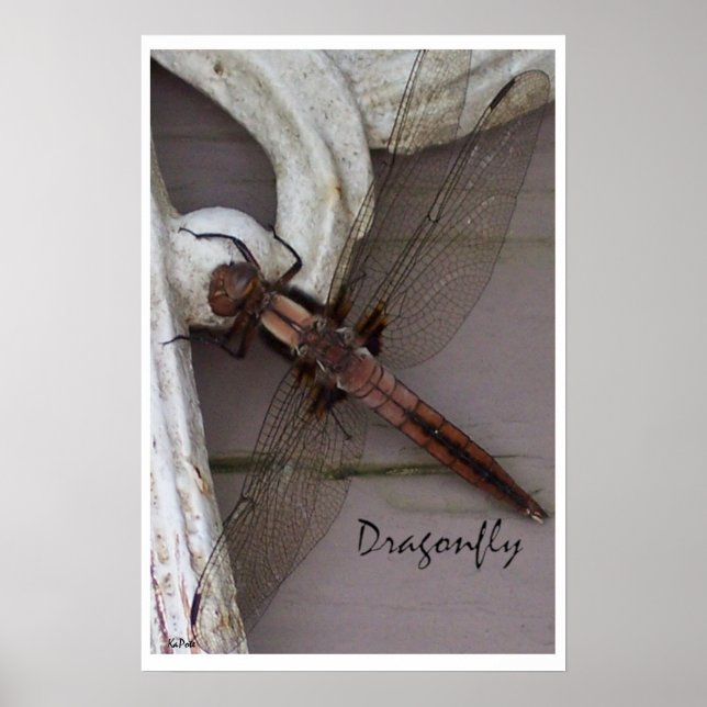 Affiches Art Dragonfly (Devant)