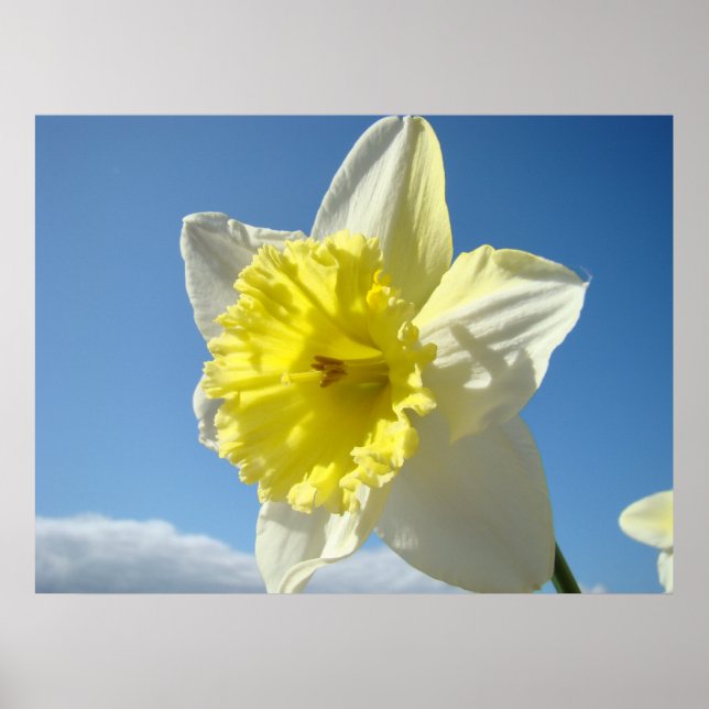 Affiches ART IMPRIMANTES Daffodil Jaune Fleurs Toile (Devant)