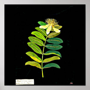 Affiches Art-Mary Affiche-Botanique Delany 13