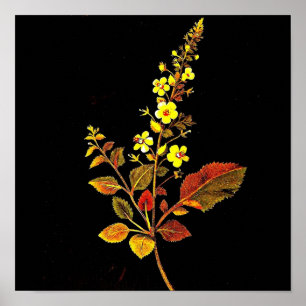 Affiches Art-Mary Affiche-Botanique Delany 8
