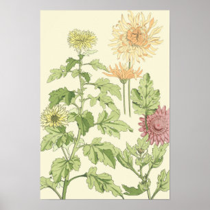 Affiches Art Nouveau vintage, Chrysanthèmes dans un jardin